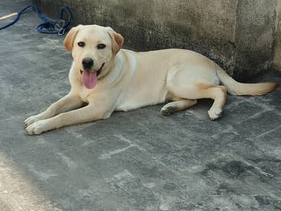 labrador female fawn color 8 months old just