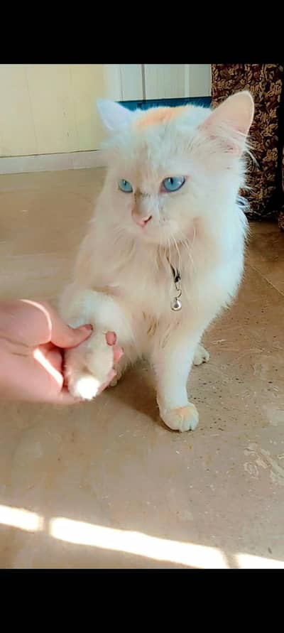 male healthy active reasonable prices