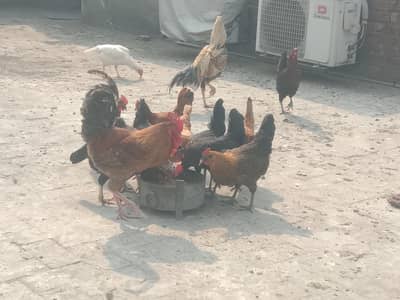 healthy daily egg laying