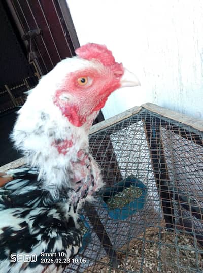 Meinwali Aseel male with 2 aseel females