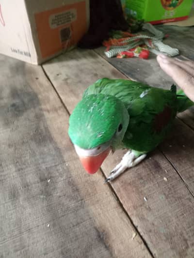 Alexandr parrot baby for sale