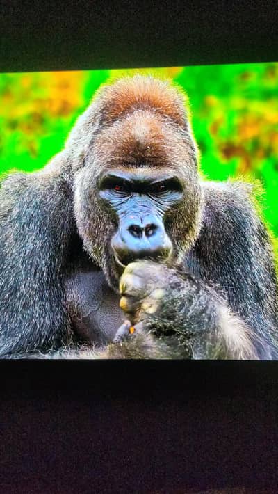 TCL C6K QD-Mini LED TV 55 inch with complete accessories and box