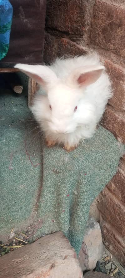 angora rabbit baby