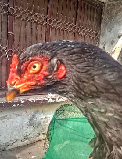 Aseel Mianwali Hen for Sale  in Islamabad