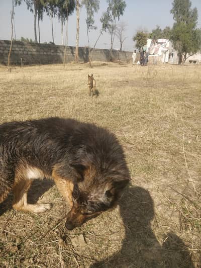 German shepherd male