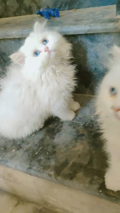 Persian kitten 2 months old | Persian cat