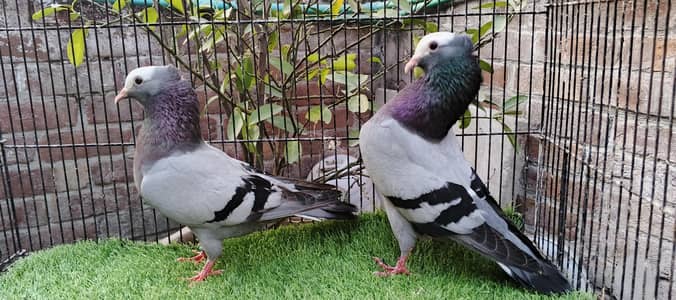 all fancy pigeon  03191079455 what's app