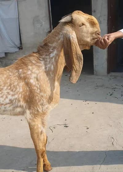 Beautiful Bakra for Sale.