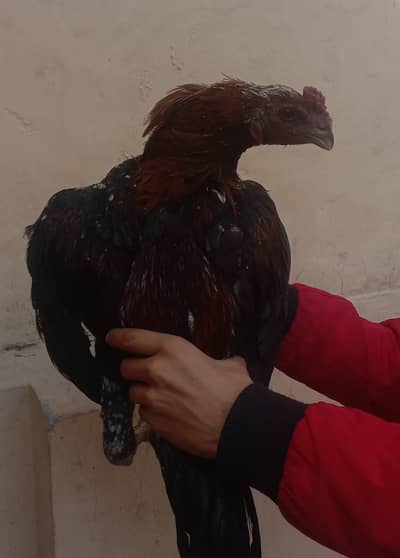 dragon patha for sale tapni ki koi vedio nhi ha