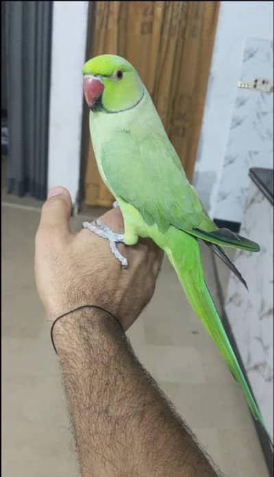 Phari sale hogaya ha neck green ha