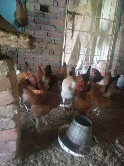 desi murghi for sale