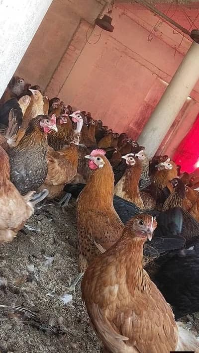 desi murghion ke eggs