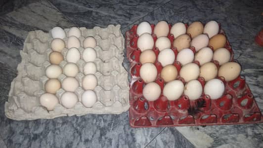 fresh and fertile eggs for  hatching