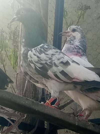 guarantee wali female