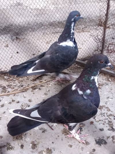 PEGIONS FOR SALE (3 choogy and 6 desi)