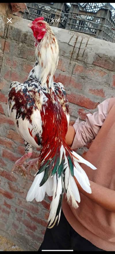 Pure Cheena Aseel active bard