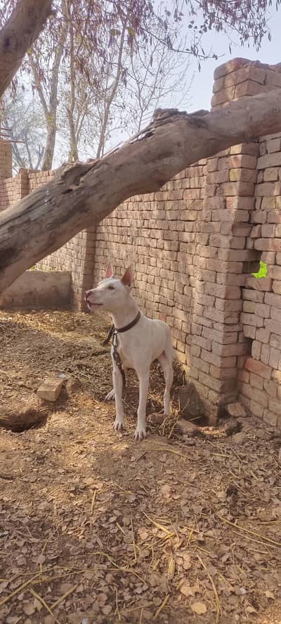 Healthy Butler Nasal Dog for Sale – Active & Playful