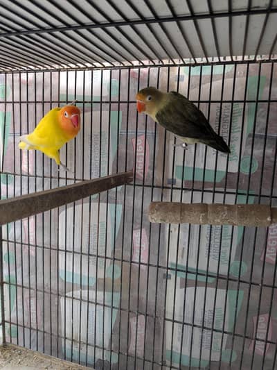 albino green opline yalllo full breeder pair