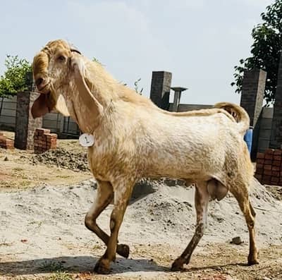 خالص مکھی چینہ بکرا اسٹڈ سروس کے لیے دستیاب |