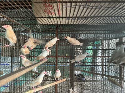 Imported Quality pastel fawn java DNA pairs