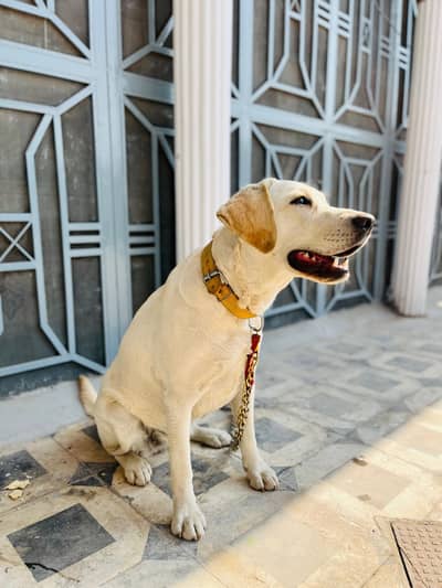 Labrador Dog female Urgent sale