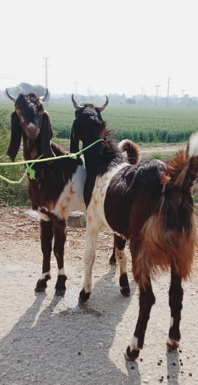 Kamori Bakra & Dumba For sale