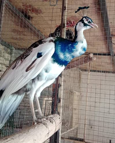 Peacock checks and eggs 
