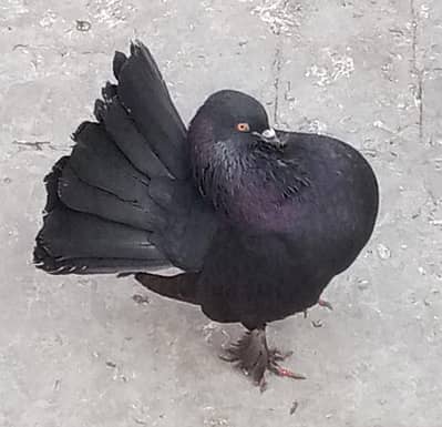 Indian Fantails Breeder Pairs