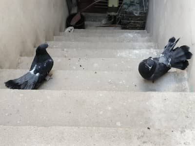 Lucky kabootar - Urgent Sale - Need Cash