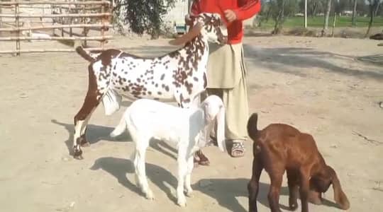 Desi beatle bakri 2 bcho sath whtsp 0322,,6337,,538