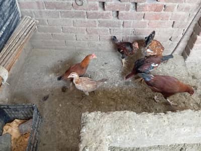 Aseel cross desi pathy