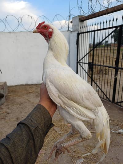 pepar white aseel pure pepar white no shade