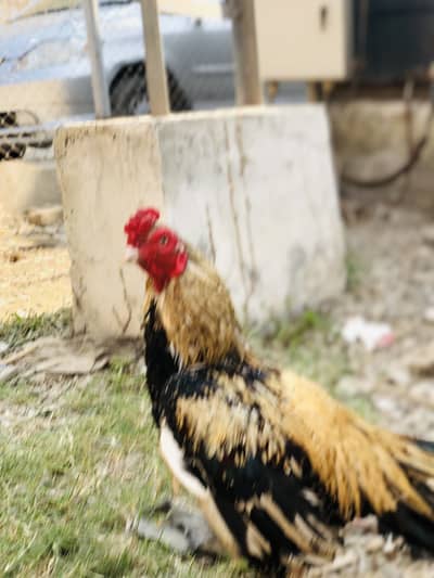 One high quality male for sale