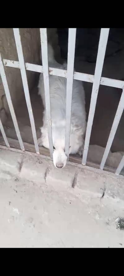 male female Russian cross