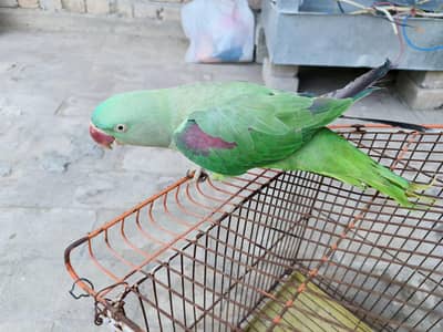 Kashmiri Talking Parrot