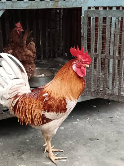 pure desi ghr ke pali