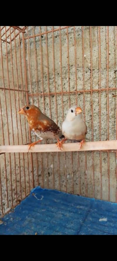 finch orange cockatiel