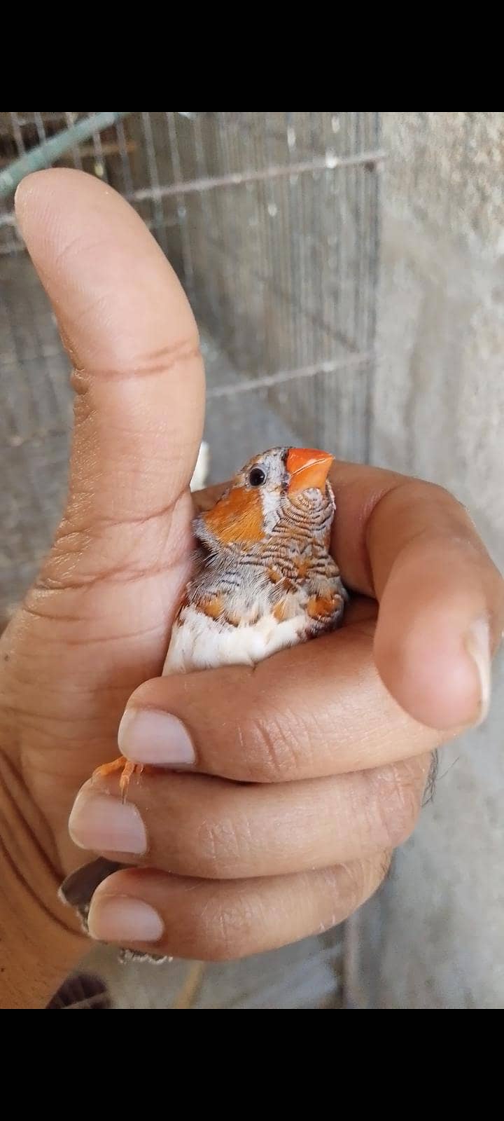 finch java cockatiel 0