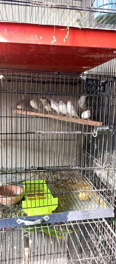 Java Birds (White , Silver )