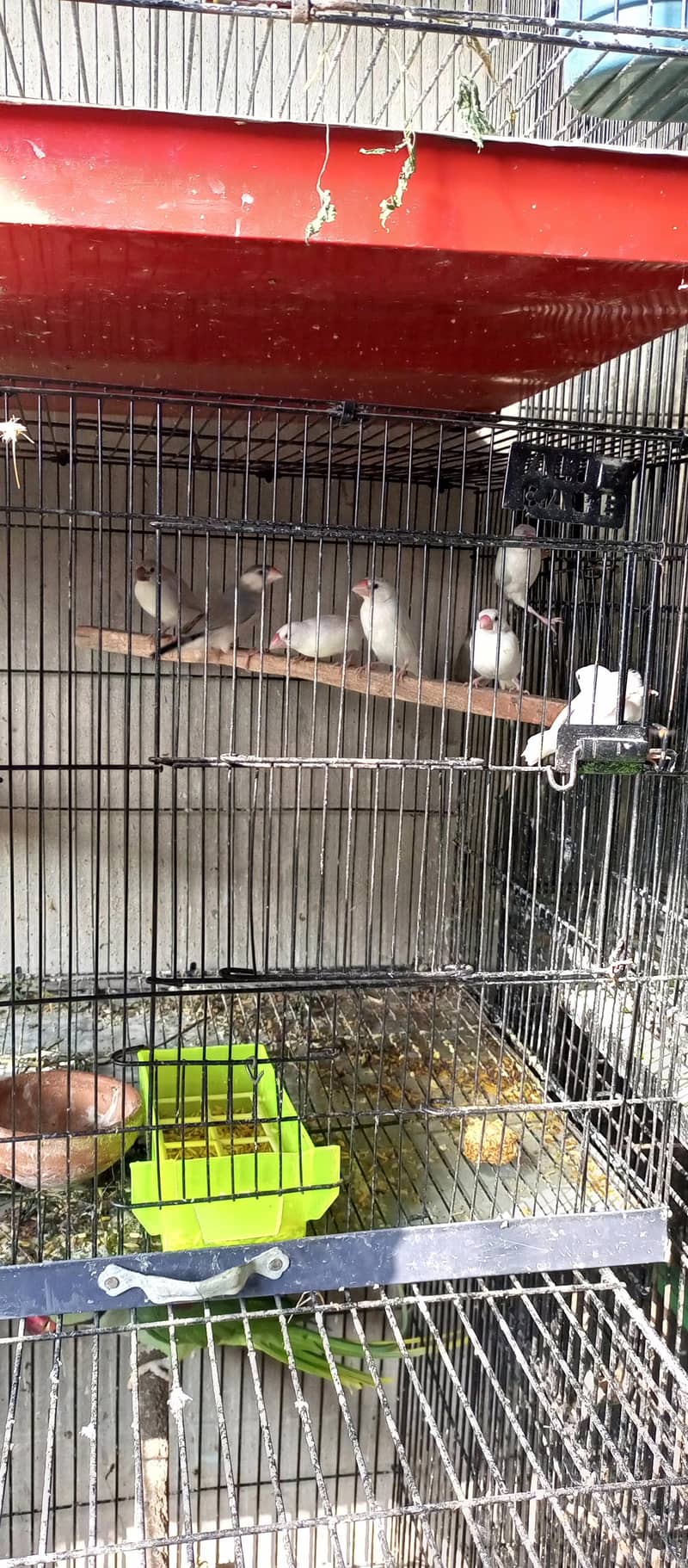 Java Birds (White , Silver ) 1