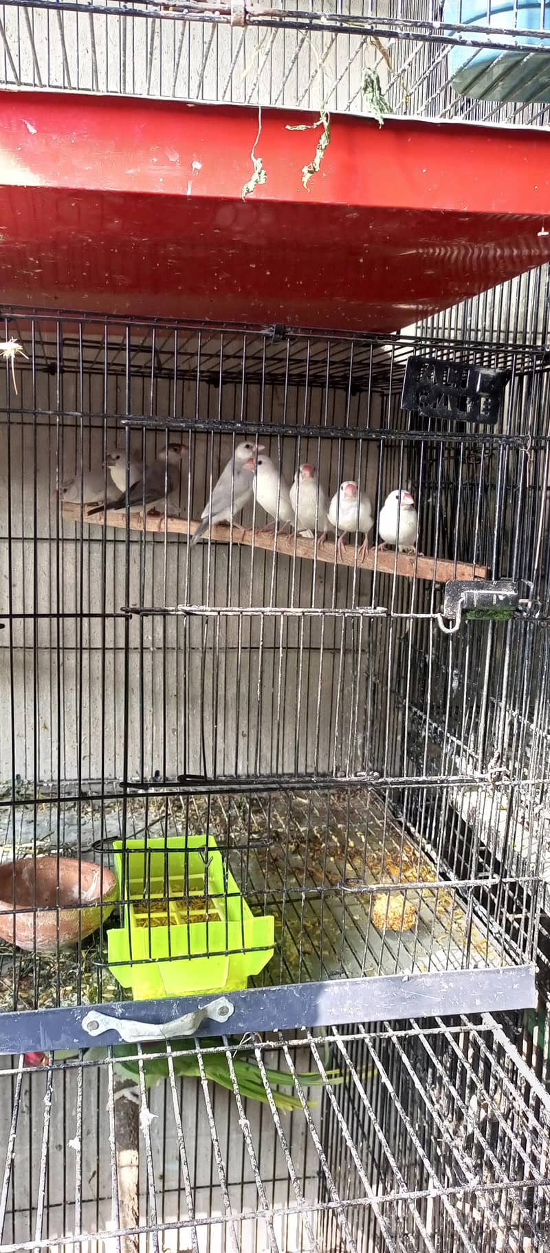 Java Birds (White , Silver ) 2