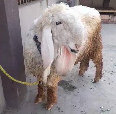 sheep kajla pure blood line