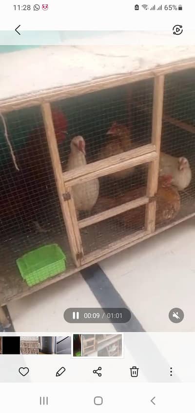 mix breed hen and rooster for sale along with cages
