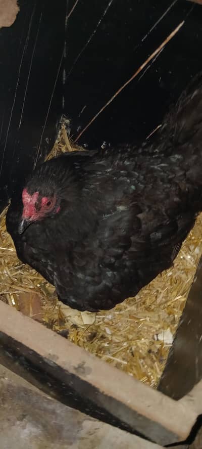 mashaAllah grnti k sth kork 03069522019 whtsup