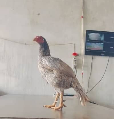 High quality aseel hen