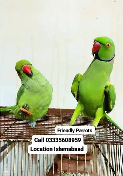 Friendly Pair Green Ring Neck Parrots Male/Female Jumbo Size