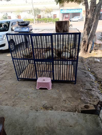 poultry chicken iron cage
