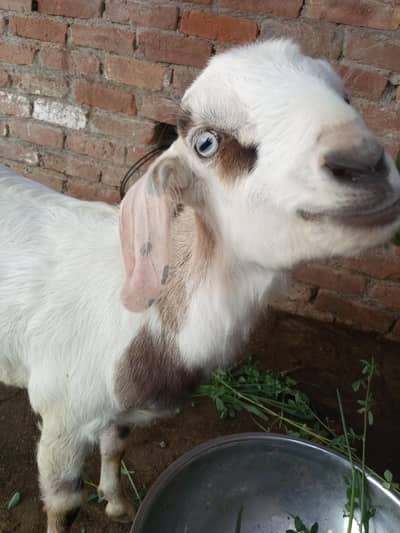 white barbari female ghr ki pli hui