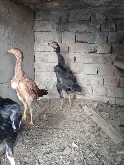 kmaliya cross aseel phathiya for sale