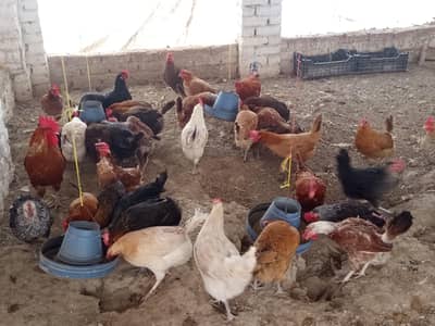 Golden misri andy wali murghi urgent sale